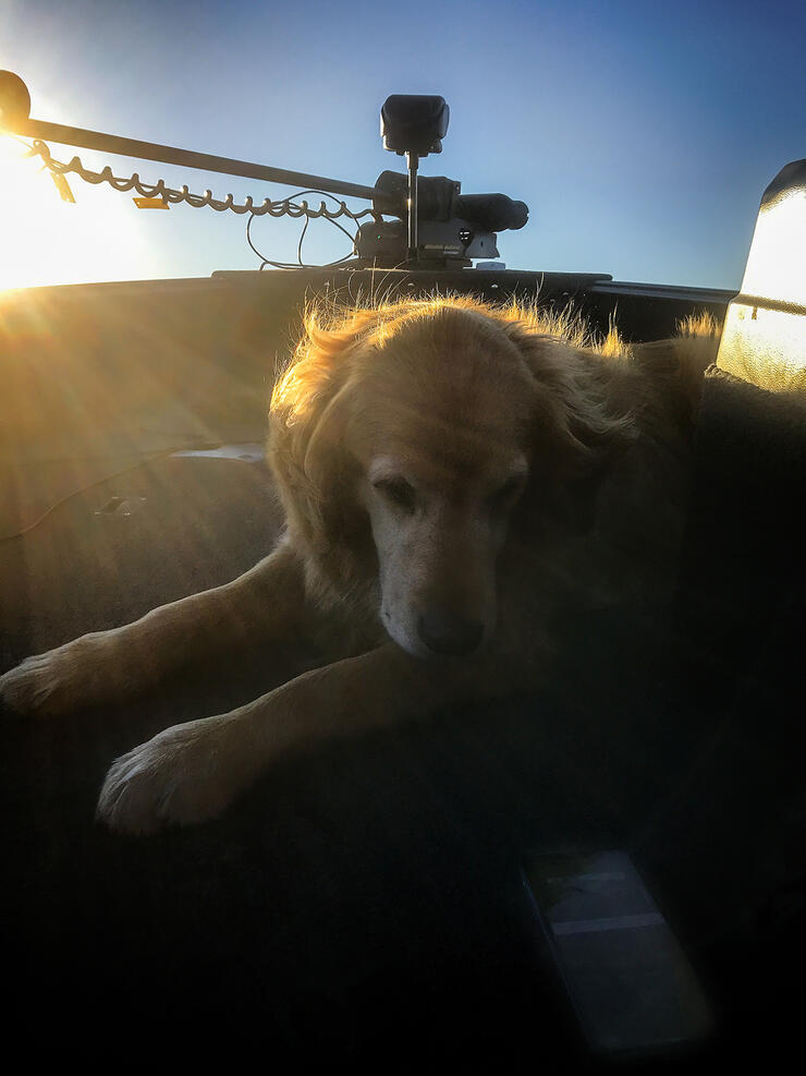 dog-in-boat