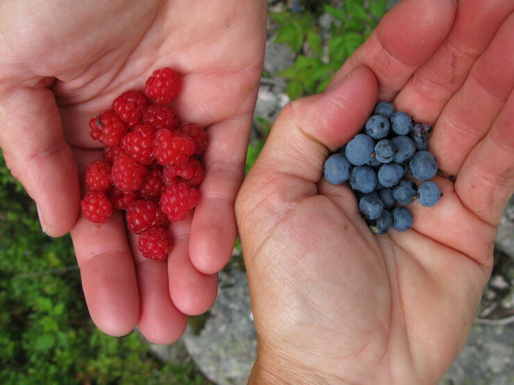 two hands filled with raspberries and blueberries.