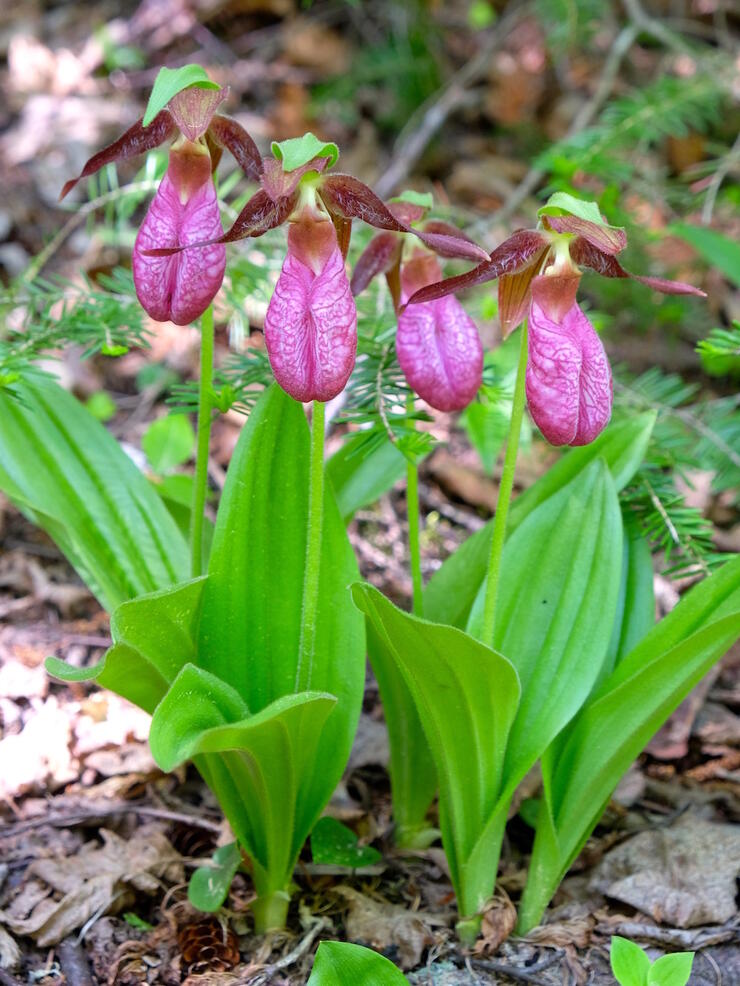 Pink Lady Slipper Orchids 