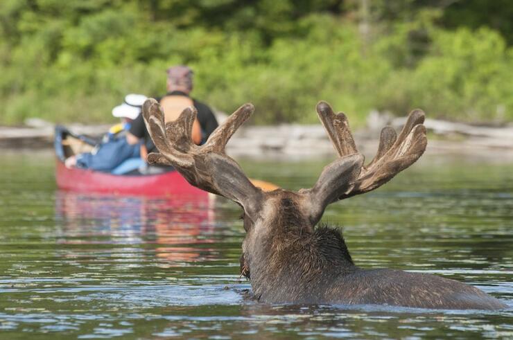 People paddling canoe away from moose standing in the water