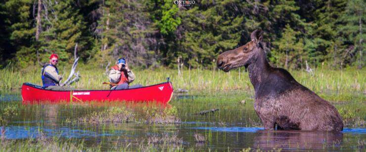 Moose in water looking a 2 people in a red canoe taking pictures of moose.