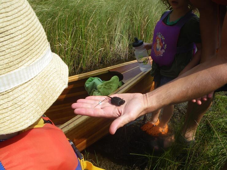 Young child looking at a baby snapping turtle