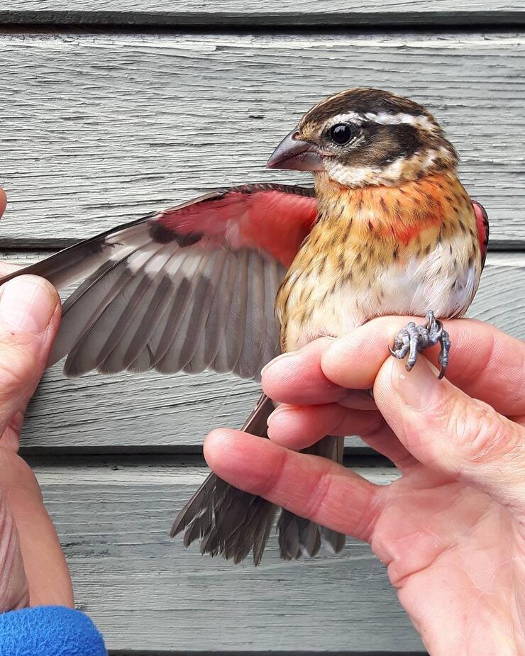 Bird with a outstretched wing being held in a hand.