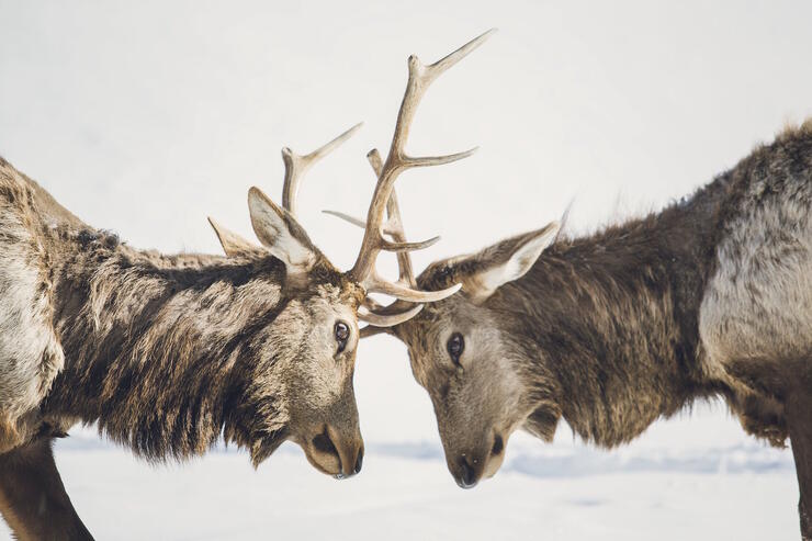 Two caribou locking antlers.