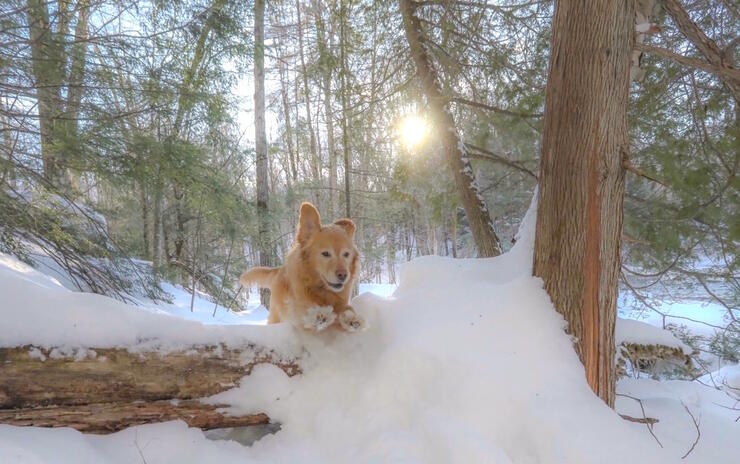 Golden retriever jumping over a snowy log.