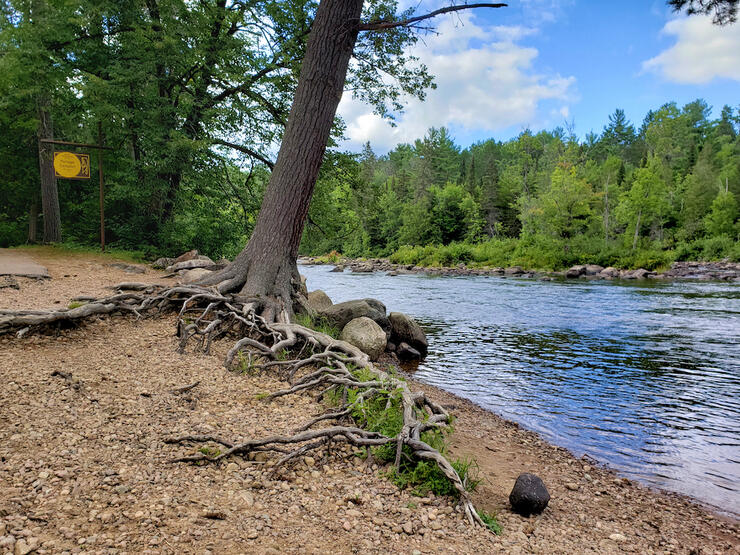 Pine tree with gnarly roots along a river.