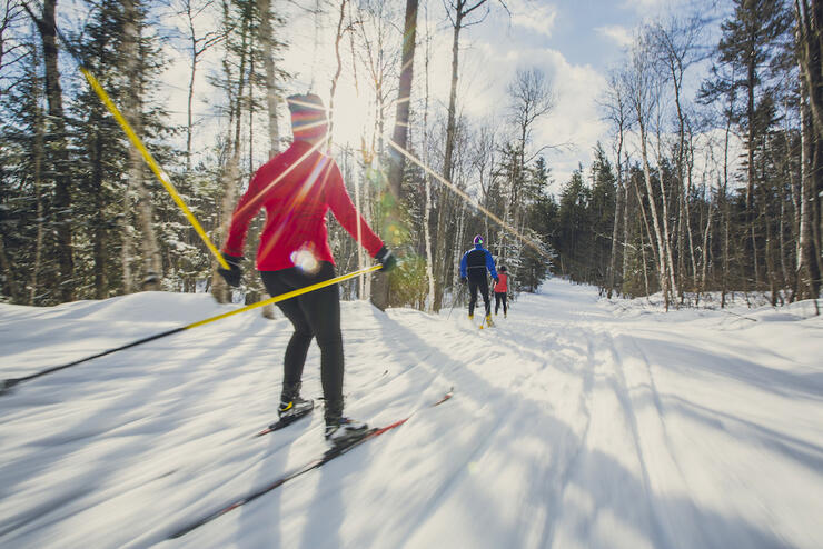 Cross country skiers on a trail in forest on a sunny day