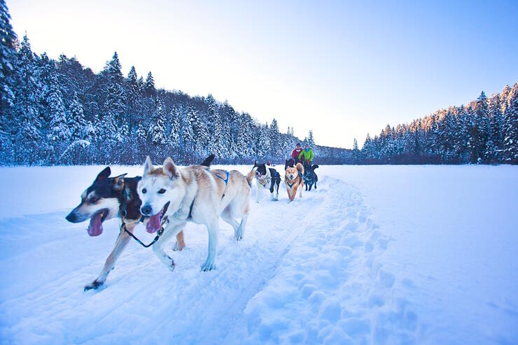 Couple dogsledding with a team of dogs.