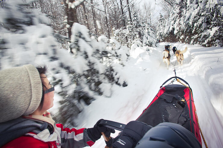 Woman on a dog sled with team of dogs pulling in a forest 