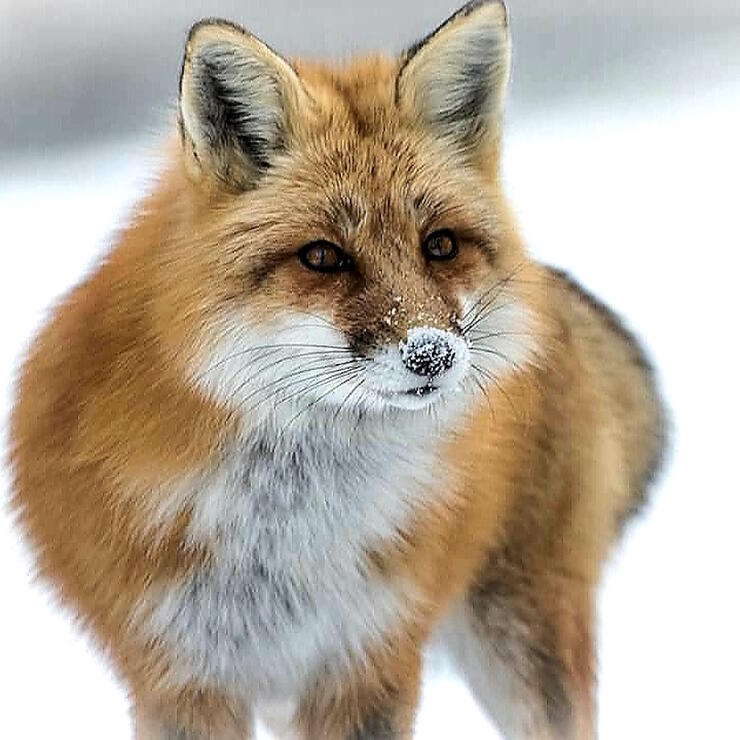 Close up of a red fox in winter