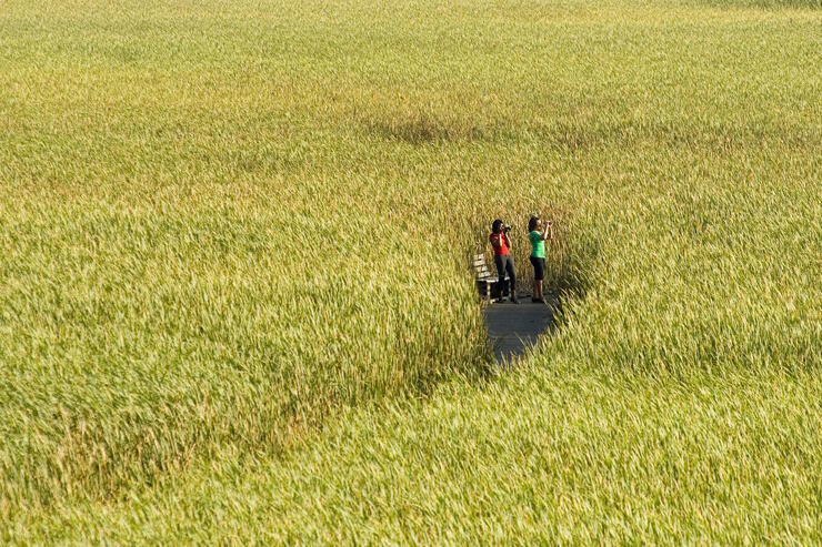 Two people birdwatching on a wooden platform surrounded by marsh.