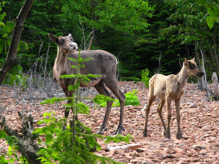 Two woodland caribou standing on a rocky shoreline.