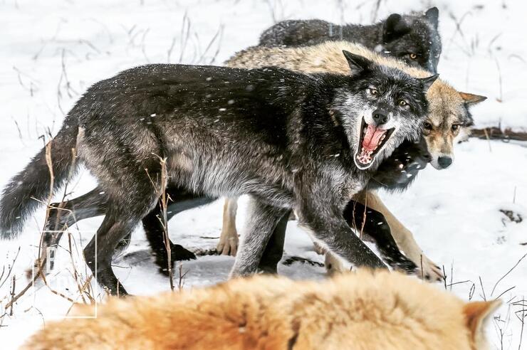 Close up of a pack of wolves. Grey coloured wolf snarling at a white coloured wolf.