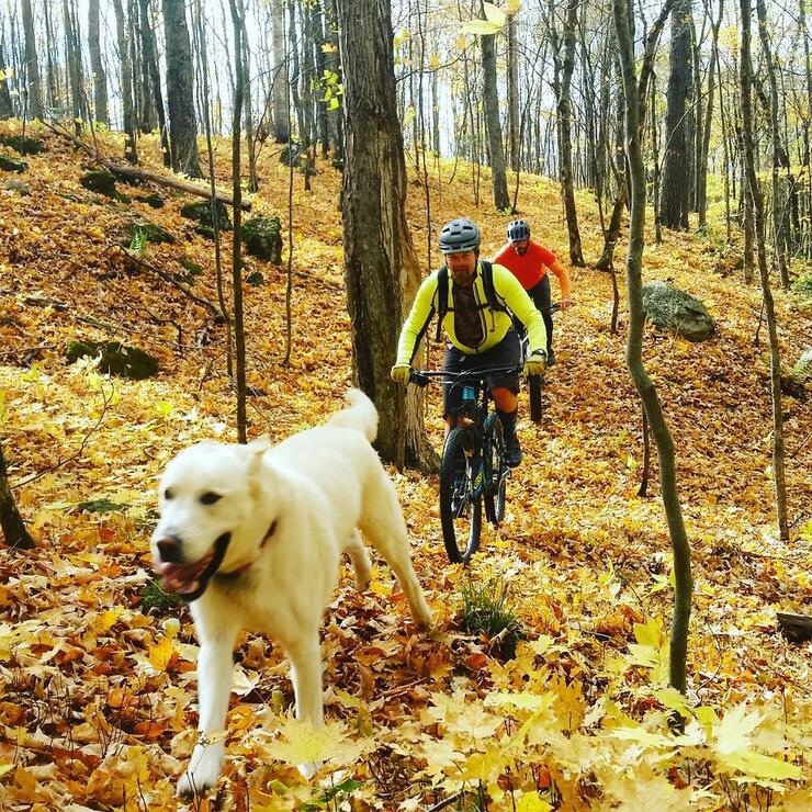 Two mountain bikers riding though a forest in the fall. A white dog is in the lead.