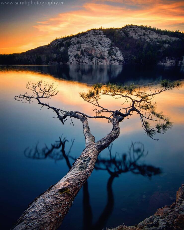 Tree in a lake with white mountains at sunset.