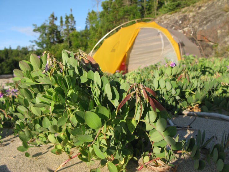 Yellow tent on beach surrounded by beach pea vegetation 