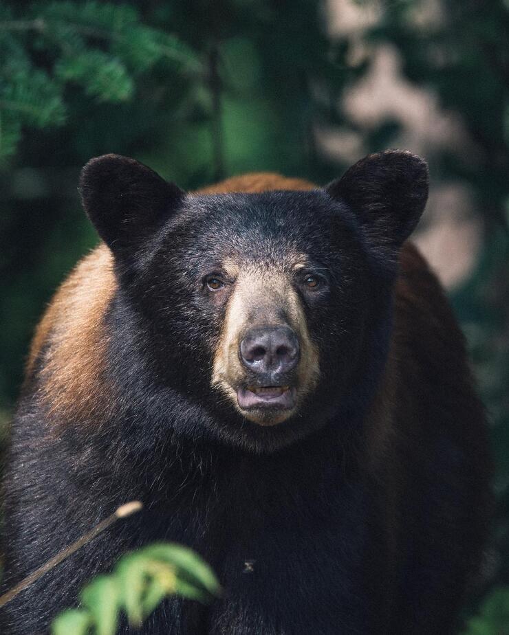 Front view of a black bear.