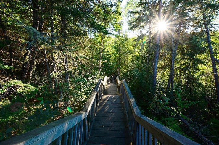 Wooden boardwalk and stairs in the forest.