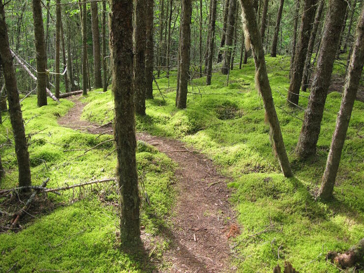 Narrow dirt path winding through forest with verdant green growth