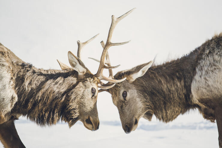 Two elk locking antlers.
