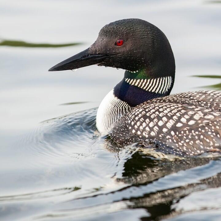 Common loon swimming.