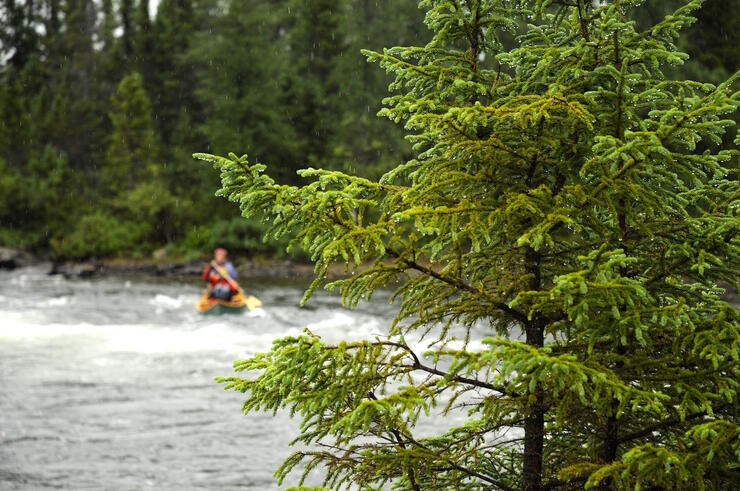 Coniferous tree covered in rain drops in front of a paddler on a river. 