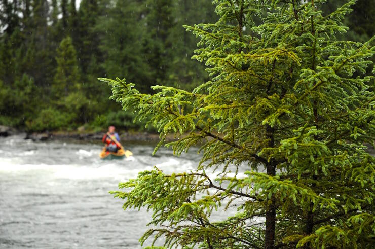 Coniferous tree covered in rain drops in front of a paddler on a river.