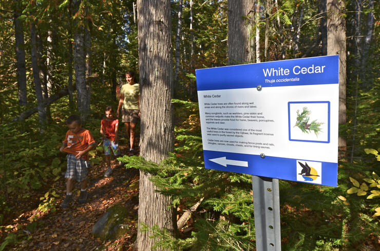 Interpretive signage along forest trail