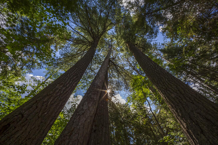 Looking up at old growth pine trees