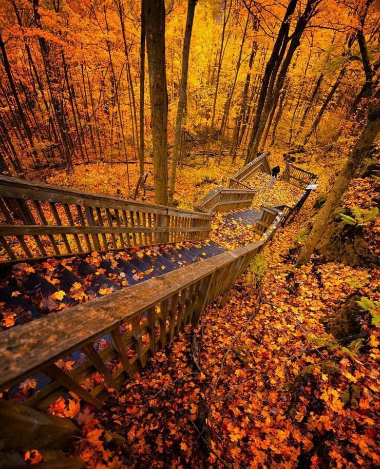 Wooden stairway down to a platform in a colourful autumn forest.
