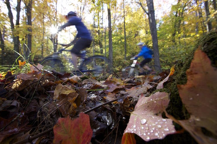Two cyclists riding in autumn leaves.