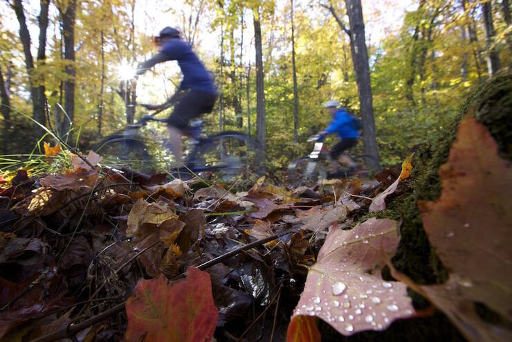 Two cyclists riding in autumn leaves. 