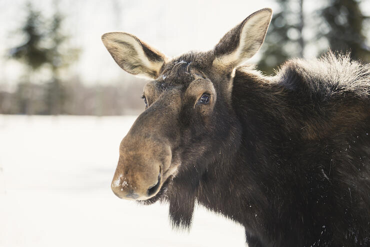 Moose