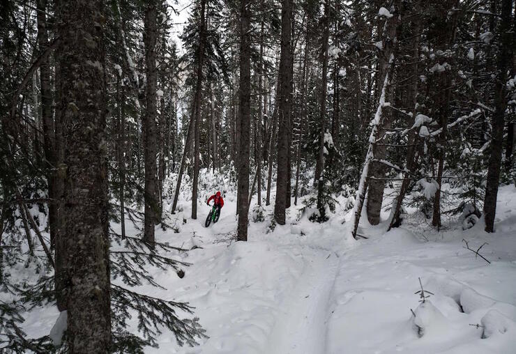 Man in distance riding a fat bike on a snowy trail in a forest
