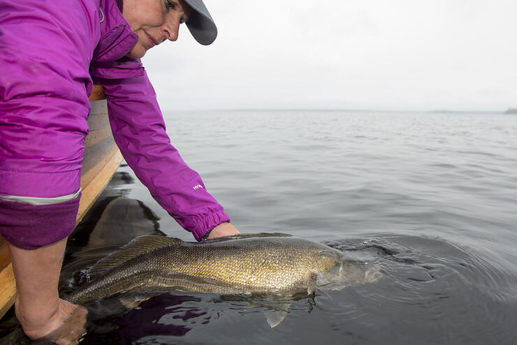 walleye-fishing-1