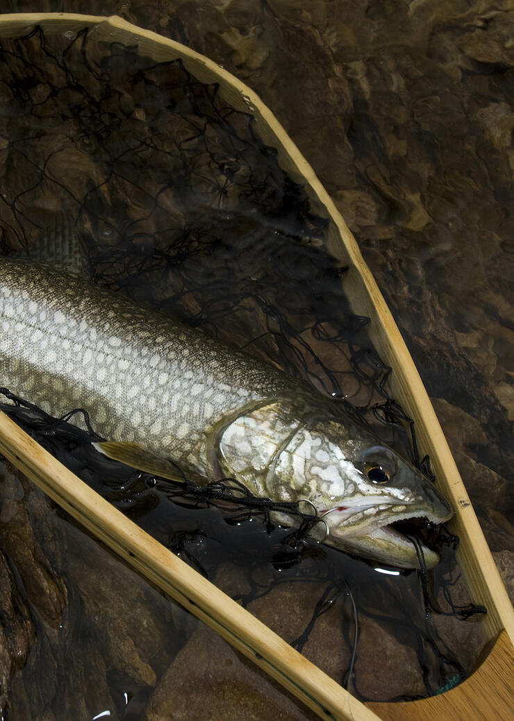 Lake Trout