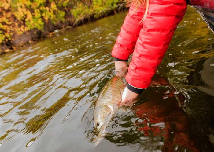 releasing ontario muskie