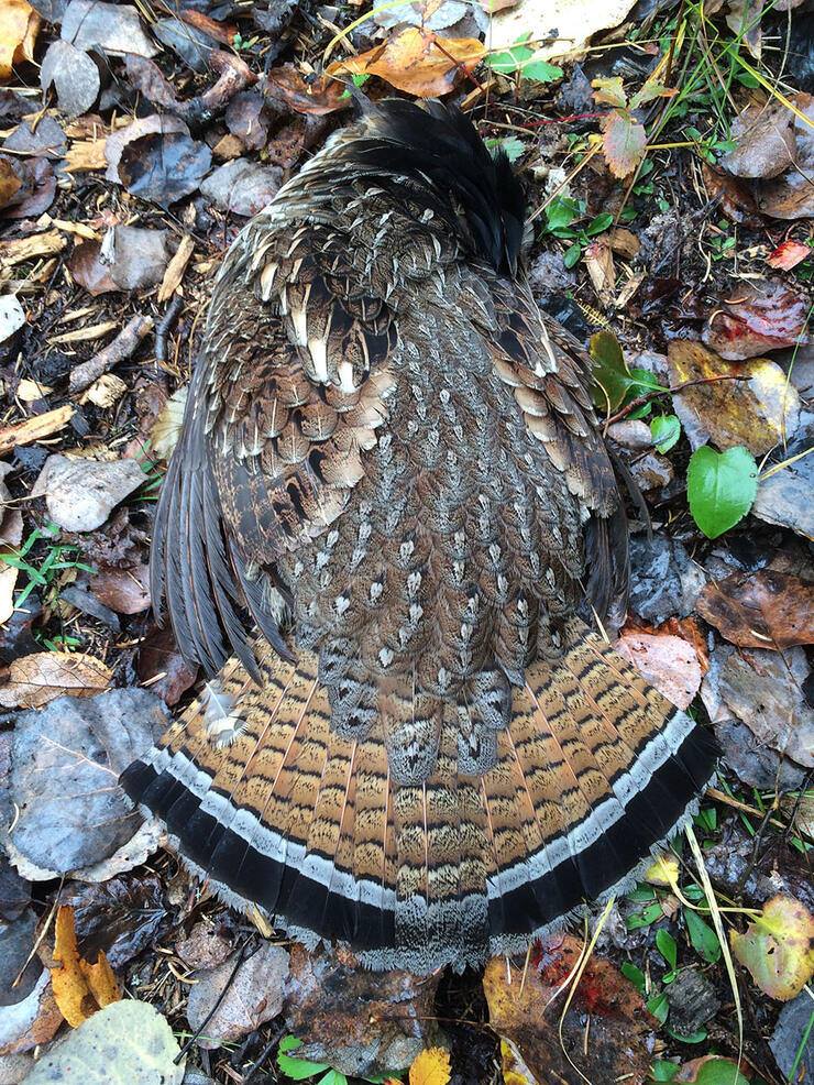 Grouse-Hunting-4