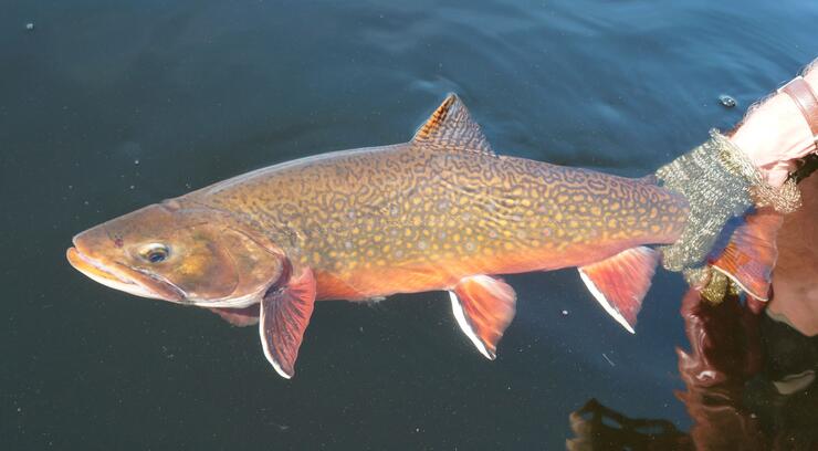 brook trout