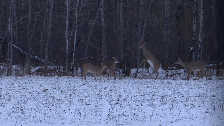 deer-hunting-4