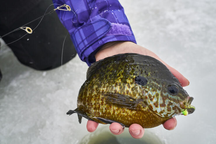 ice-fishing-panfish-1
