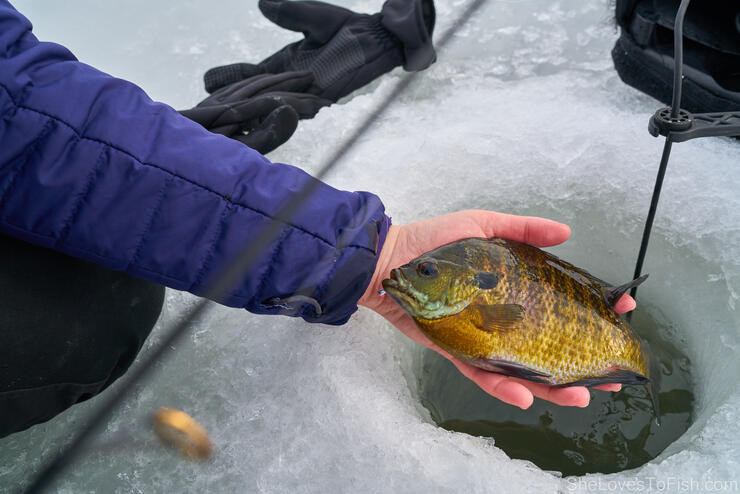 ice-fishing-panfish-4