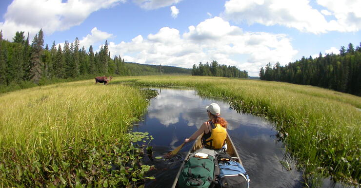 woman in front of canoe paddling towards a moose in marshy area