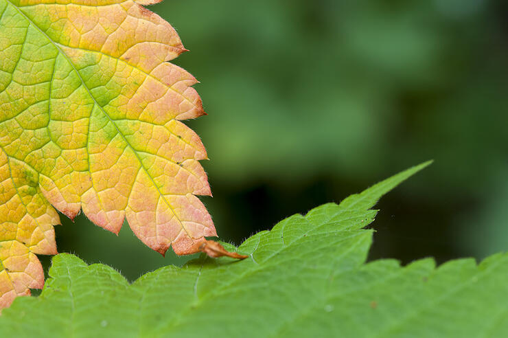 Leaves