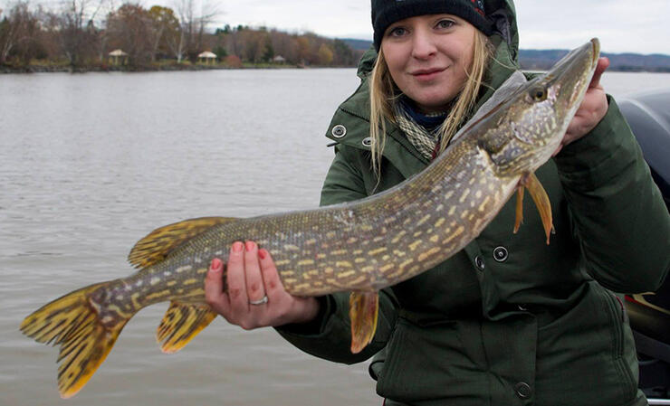 ontario northern pike