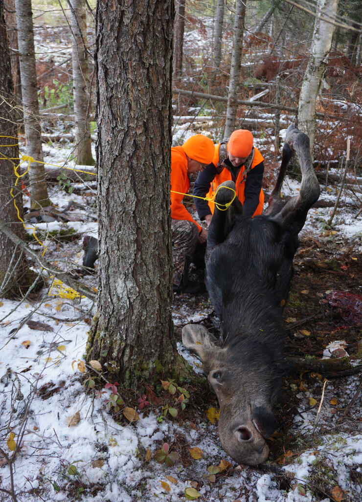 handling moose