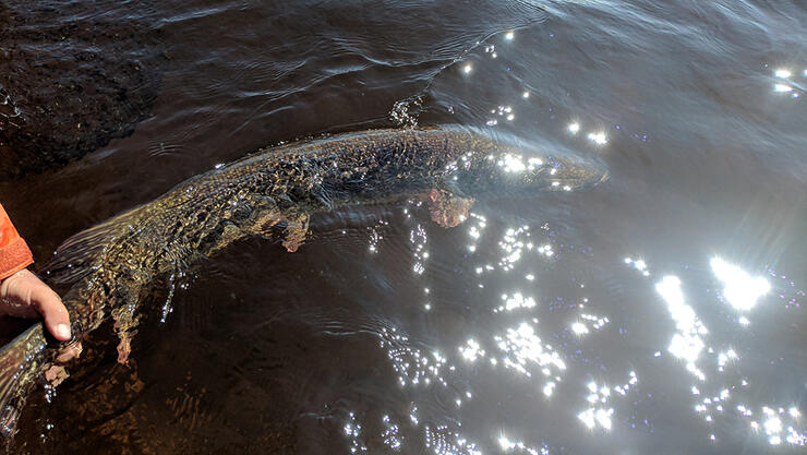 Pike in the Water