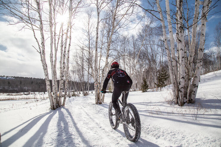 Man on fat bike cycling on snow covered trail surrounded by white birch trees.