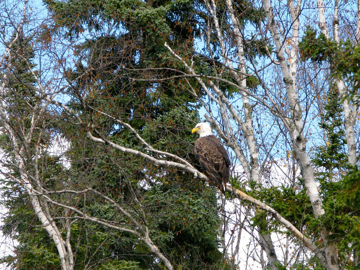 Bald eagle sitting in tree 