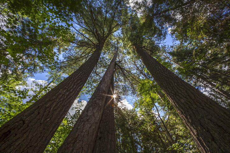 Looking up at ancient white pines